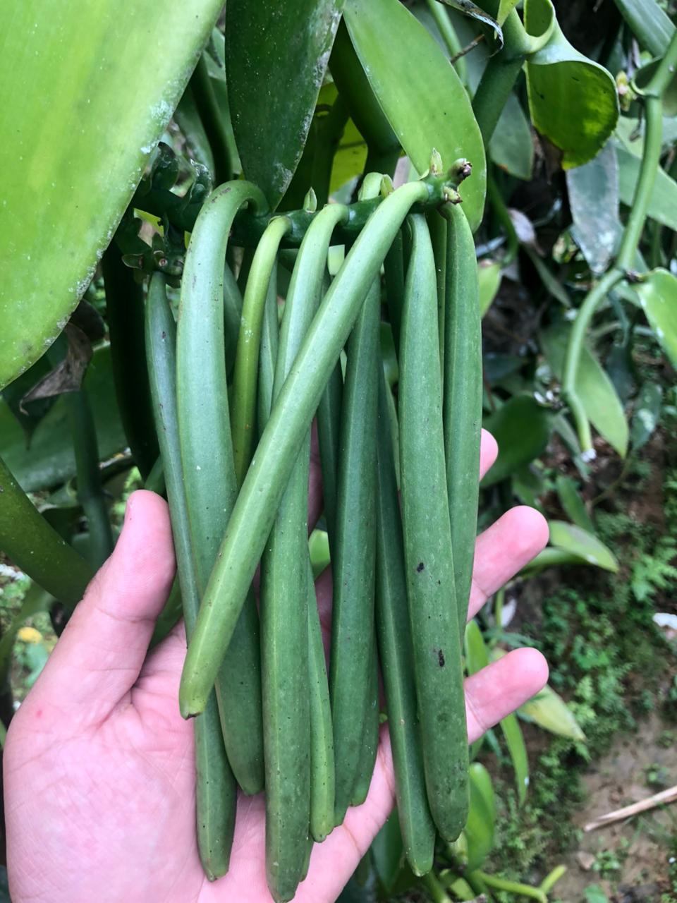 Vaniraya Curing Process